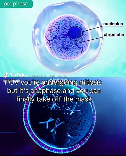 never switched up so fast. what's your favorite cell cycle checkpoint? sources: Thom Leach Mitosis Animation, Nucleus Biology M Phase of the Cell Cycle, Nucleus Biology The Cell Cycle, VOKA 3D Anatomy & Pathology Mitosis: witness the process of cell division Barnum KJ, O'Connell MJ. Cell cycle regulation by checkpoints. Methods Mol Biol. 2014;1170:29-40.