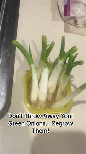 Don’t Throw Away Your Green Onions: Regrow Them!
