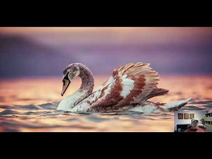 How to Survey using ONX