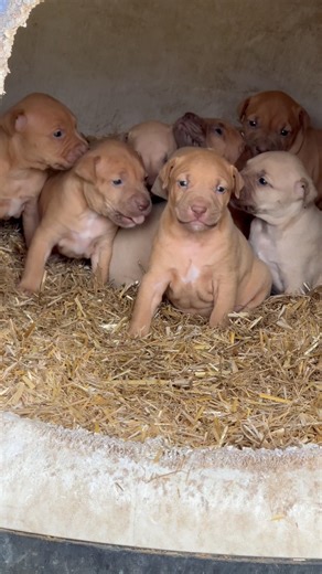 Active, Alert, Strong & Healthy Pups. Canelo Did his thing & Sini Don’t play bout her litter! 💯💯🔥