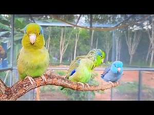 Cute Bird Sounds 1 Hour - forpus parrot bird talking sounds in the morning