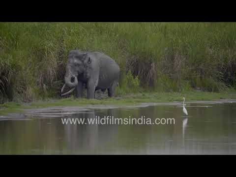 Asian elephant bathing behaviour in Kaziranga National Park