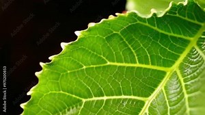 a leaf that has a very beautiful and elegant texture with the veins showing up close Stock Video