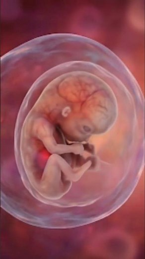 4 Weeks Embryo Movements in The Womb #biology #pregnancy