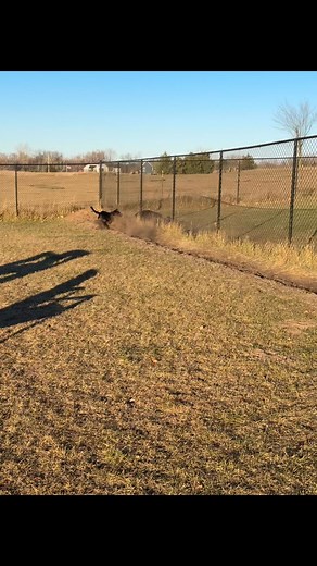 1.3K views · 11 reactions | Post bath zoomies!! #bathtime #soclean #cleanbutnotforlong #zoomies #bestfurriendsboarding | Best Furriends Boarding | Facebook