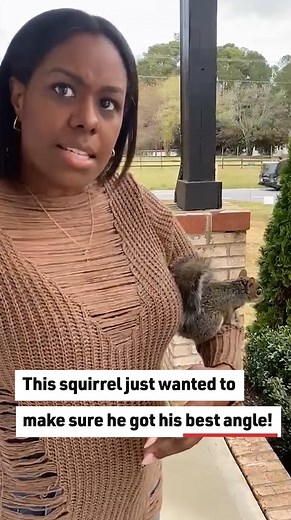 This squirrel can jump! #humor #funny #squirrelvideos | Reader's Digest