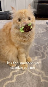 He is forever bringing me things and dropping them at my feet. 🧡( This is a pipe-cleaner-turtle his pet sitter made him.) He likes me to throw them, but only within about 3-4 feet as he can’t track anything further. 😬 (*Arthur is fine. His head twitch is related to the nystagmus, which is related to the hydrocephalus) #hydrokitty #kittensofinstagram #kittenlovers #specialneedscats #catsofinstagram #catlover #instacat #cattoys #meowdel #orangetabby #tabbycatsofinstagram #floofsofinstagram #floo