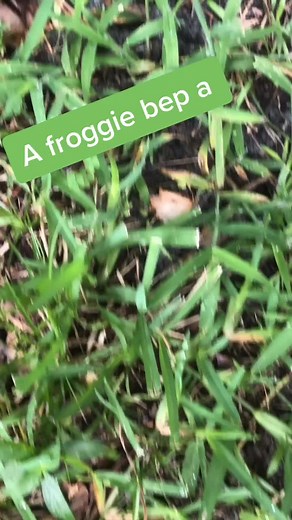 Funny Frog Shoes Compilation