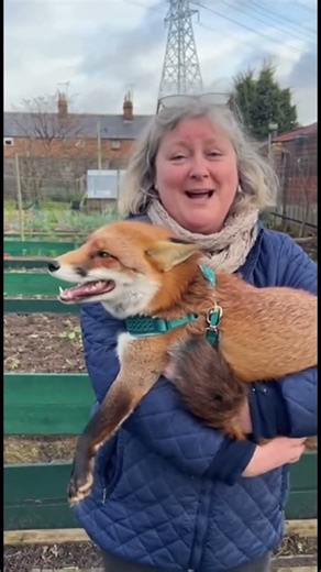 Security Fox Officer at the allotment❤️❤️ AI Fantasia at PlotTherapy #fox #aivideo #funnyanimals