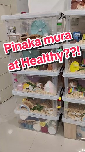 Benefits of Malunggay for Hamsters: A Complete Guide