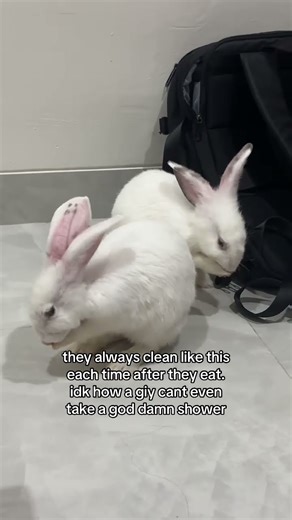 Guy vs. Rabbit: 1–0. #bunny #rabbit #cute #pets #funny