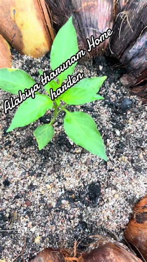 ANPIN ILLAM (@anpin.illam)’s videos with original sound - 💘Raju🌹Dershan💘🇱🇰🇵🇭💘