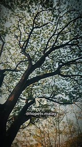 1K views · 36 reactions | Teguh Dan Kukuh | Hope Channel Asia Tenggara | Facebook