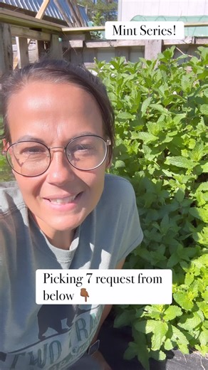 9.4K views · 387 reactions | Mint is incredibly versatile and can be used in a multitude of ways, from making mint jelly, mint tea, mint-flavored lip gloss, mint facemask scrubs, mint cocktails, and so much more.I’m picking 7 topics below  for my upcoming Mint series! #mint #aprilsunrisefarm | April SunRise Farm | Facebook