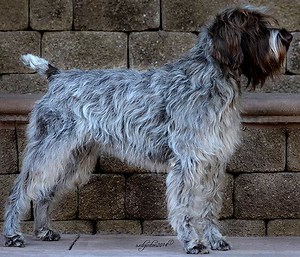Wirehaired Pointing Griffon - Alchetron, the free social encyclopedia