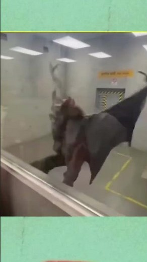Criaturas Extrañas captadas en video (Criptozoología) #vettolox