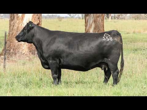 Lot 23 S058 Ben Nevis 2026 Female Sale