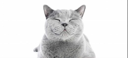 FIP treatment dosage calculator | CureFip.com