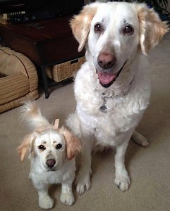 Now You Can Clone Your Pet into a Stuffed Animal