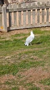 I know it's shaldon, and not torquay but seagul seems to look dazed/ drunk and can't fly, any ideas on what's wrong and can any one help??? In the park next to the river at end of the bridge in shaldon | Spotted Torquay
