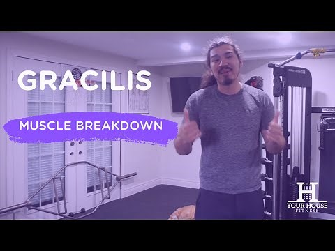 Anatomy and Function of the Gracilis Muscle