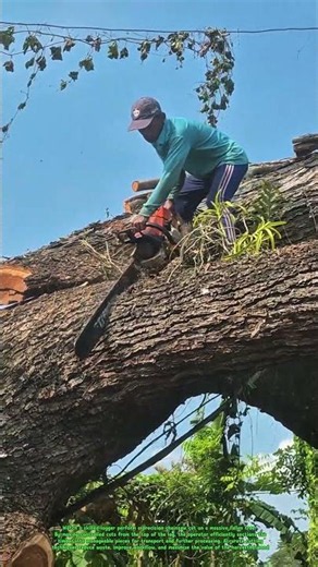 Extreme Chainsaw Logging on a Massive Tree | Skilled Wood Cutting Process