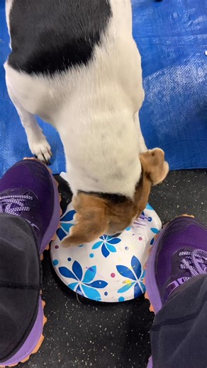 Num num num. Birthday Cake! 🎂 | Dottie the Danish-Swedish Farmdog