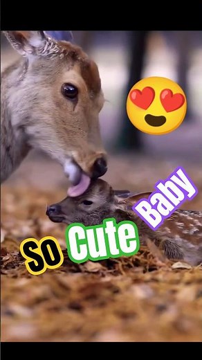 Cutest Baby Deer Ever Seen 🦌 | Heart-Melting Moments