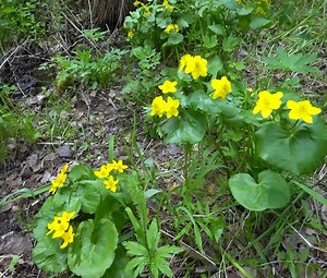 29K views · 574 reactions | Restoring an Old Abandoned Trailer into a Free Forest Shelter Episode 2 | Art Cochran | Facebook