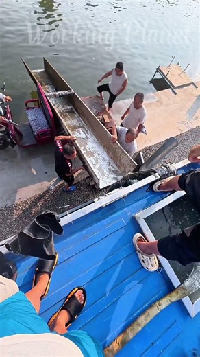 Unload Thousands Of Live Fish 🐟