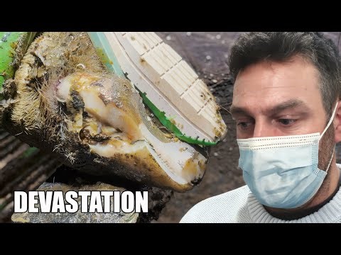 BAD cow's feet ... and GETTING OUT OF HOSPITAL!!!!!!! 😃