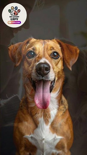 WHY DOES YOUR DOG LICK YOU? IT'S NOT JUST LOVE! #dog #dogs #ilovedogs #facts #animals #dog
