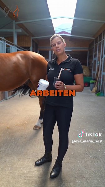 BEMER-Therapie zur Unterstützung von Pferden