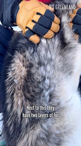 35K views · 2.3K reactions | Do you have a dog? Tuesday 13 of 52. Disko Adventures thank you so much for the amazing dogsled rides. Contact Disko Adventures if you would like a dogsled ride or a guided tour in Qeqertarsuaq, Disko Island on: https://diskoadventures.gl/ #greenland #qsgreenland #dogsledding #tradition #culture #dog #sleddog #arctic #inuit #history #historical #qeqertarsuaq #diskoisland #paradise #pure #natural #natur | Q’s Greenland | Facebook