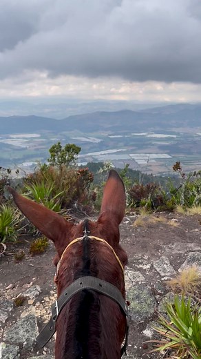 16K views · 280 reactions | Embark on an extraordinary mule riding...