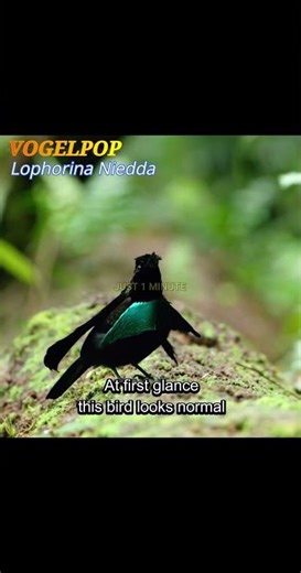 Real life Emoji? Meet the Vogelkop! 😍🐦 #shorts #wildlife