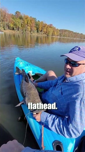 River Fishing For MONSTER Catfish: Tiny Live Bait + FATKAT Rig = TROPHY Flathead: FATKAT Best Rigs!