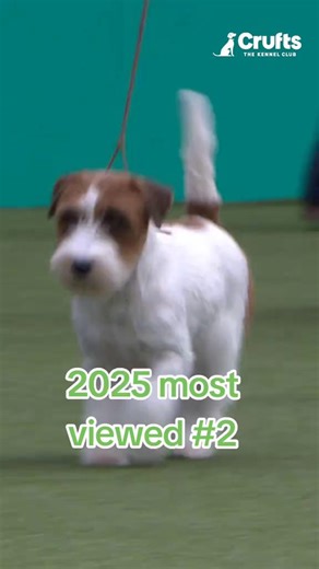 Our second most viewed video of 2025 was taken once again by the gorgeous Jack Russell Terrier, Ana - a little firecracker 💥 Get tickets: Crufts.org.uk/tickets | Crufts