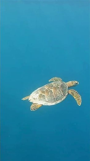 Belize - Your Next Dream Destination | Beaches, Jungles & Island Vibes #shorts #travel