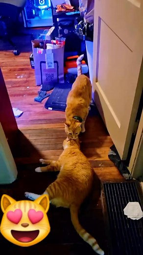 Two funny cats😂😂😂#cat#catsoftiktok #funnycat#fyp | Funny cats