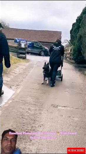Excellent Protection Dog Training 🐕 Elite Guard Skills & Obedience #malinois #amazingdogs #dogcoach