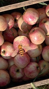 World Bee Day Close-Up: Tiny Creatures, Big Impact