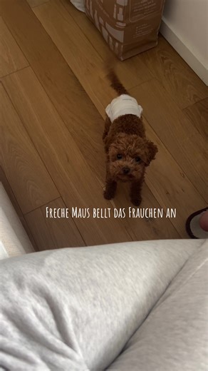 Teacup Poodle's Playful Barking At Owner