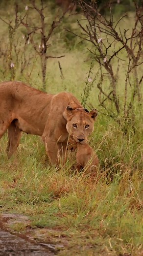 Watch as this majestic Lioness instinctively checks her surroundings whilst moving her Cubs. #lions #wildlife #Cubs #safari #nature | Kruger Gone Wild Safaris