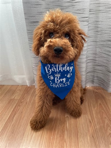 Personalized Birthday Dog Bandana: Custom Cotton Pet Gift - Etsy