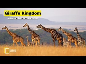 Giraffe Documentary - The Fascinating Life of Giraffes - Wild Life