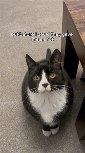 Rocks for brains #felixandwillow #comedy #funnyreels #cats #funny #Felix #catstory #storytelling | Felixbellawillow