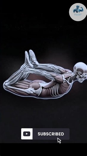 5 Best Muscle Stretch Exercises for Flexibility & Recovery 💪 | Motion Anatomy #stretch #pilateschair
