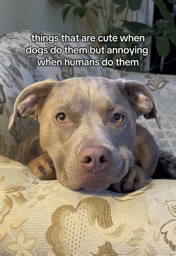 Cute Dog Behaviors That Annoy Humans