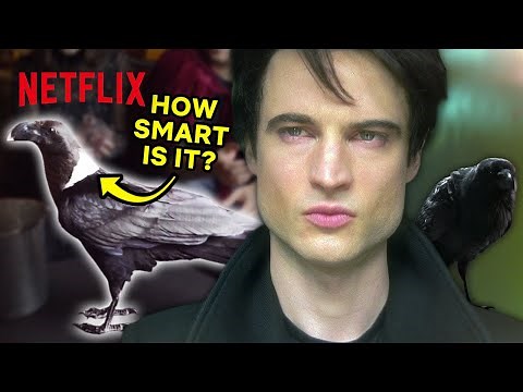 Can Ravens Really Talk To Humans? | The Sandman | Netflix IRL